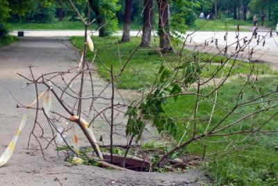 Прикрепленное изображение: дерево-в-колодце.jpeg